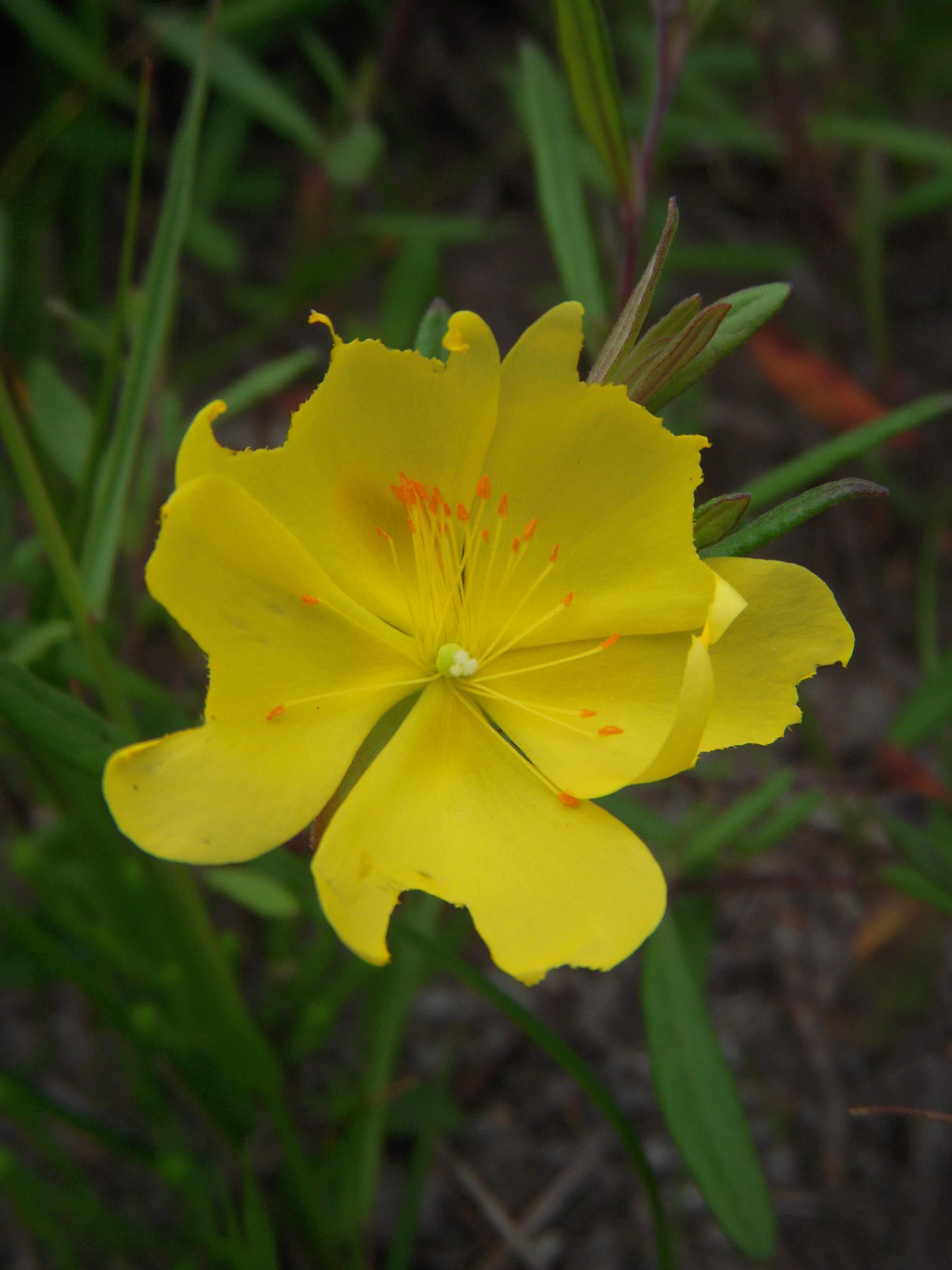 Flower of Crocanthemum dumosum. Photo Credit: Danielle O'Dell