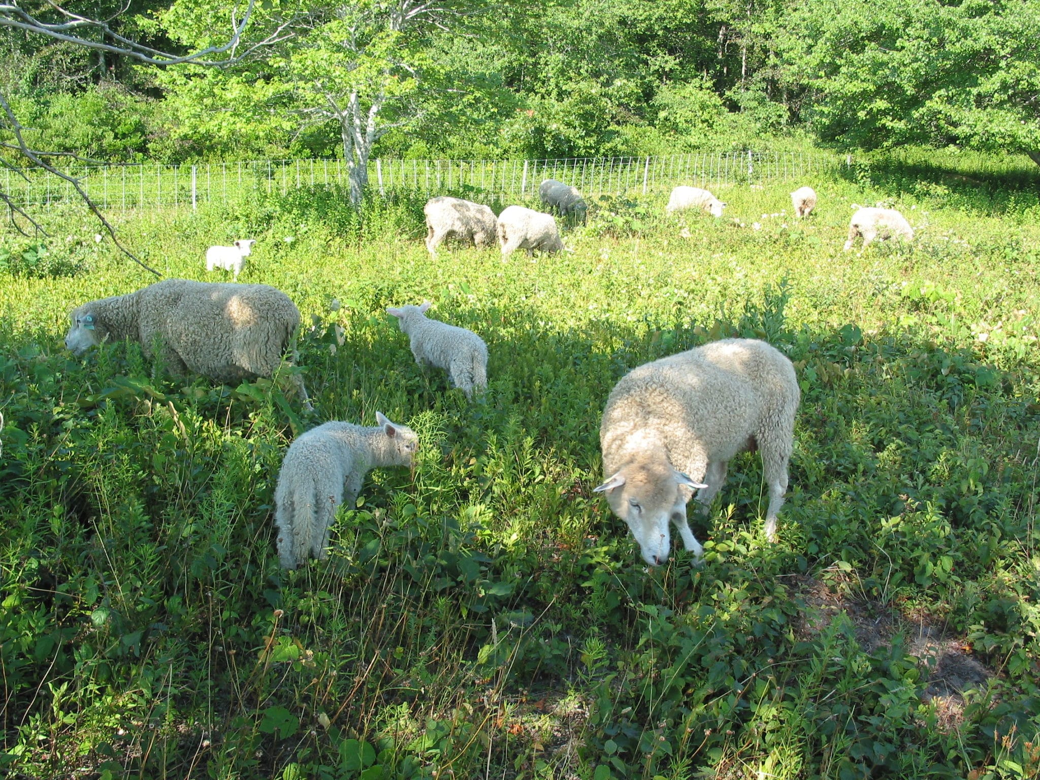 Aug 3 2005 sheep1
