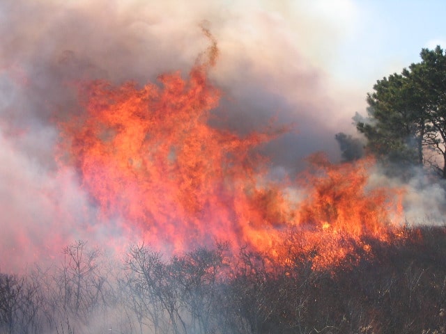 Fire and Pines