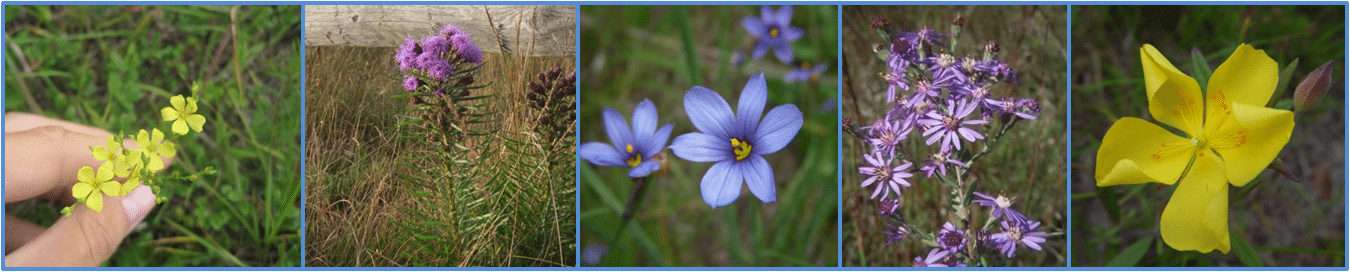 RarePlantsSandplainGrasslands