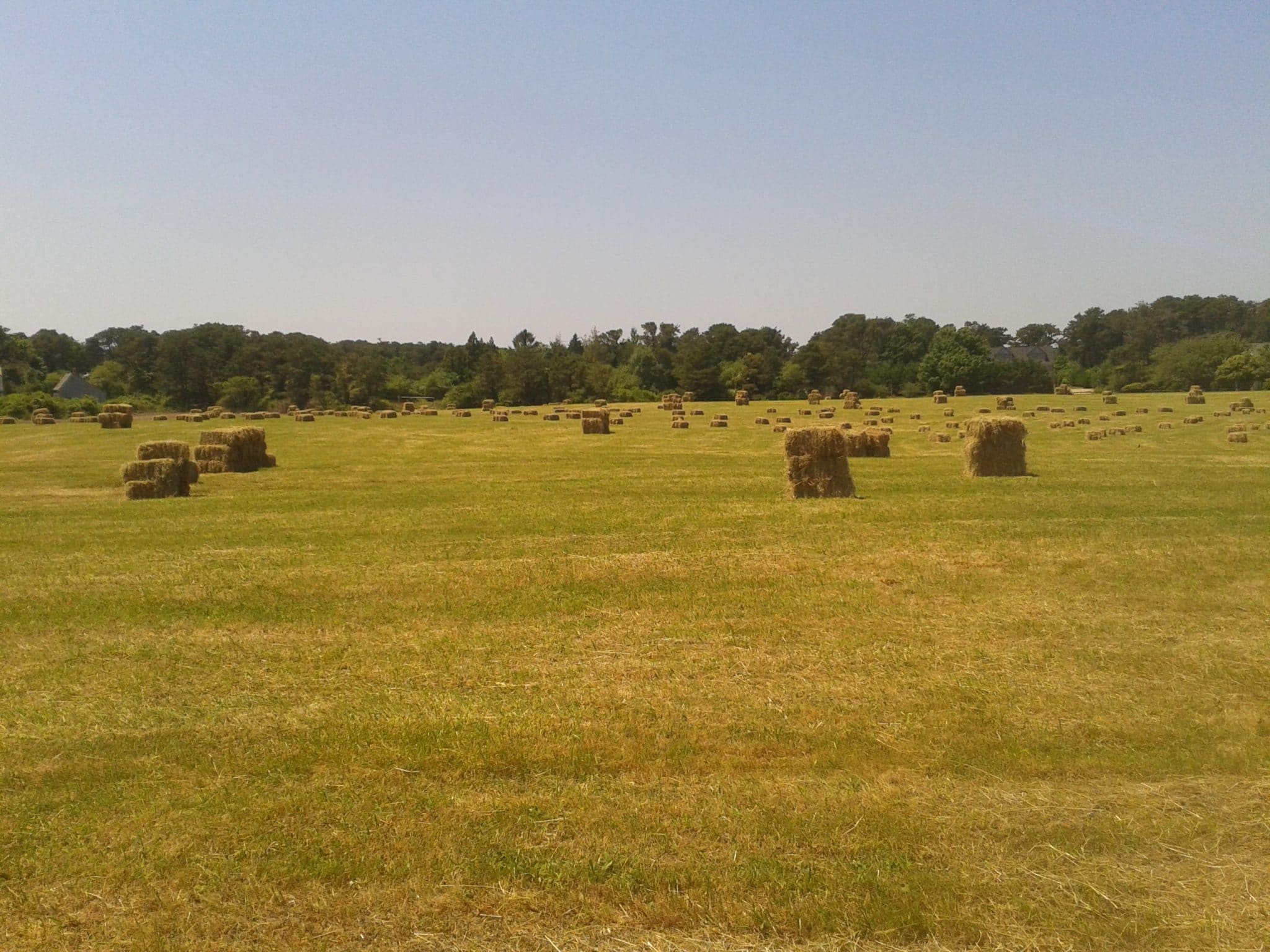 Nantucket Hay 2012
