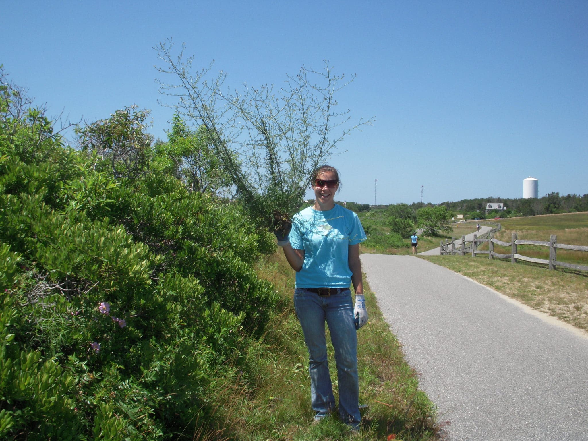 NCF Field Assistant Nora Harkness with invasive spotted knapweed, Tupancy Links, Nantucket