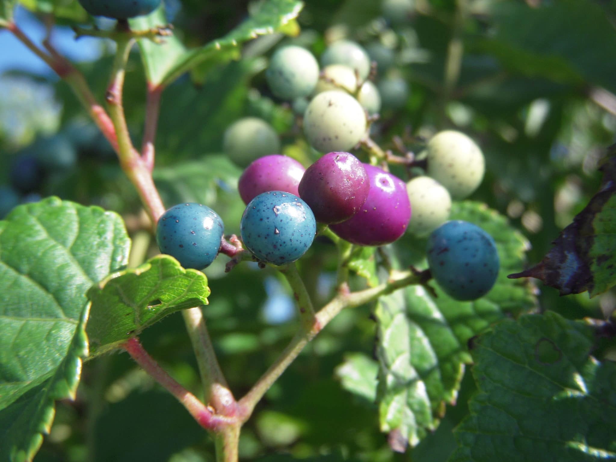 Invasive Porcelain-berry growing at Squam Farm along Trail edges, 2011.