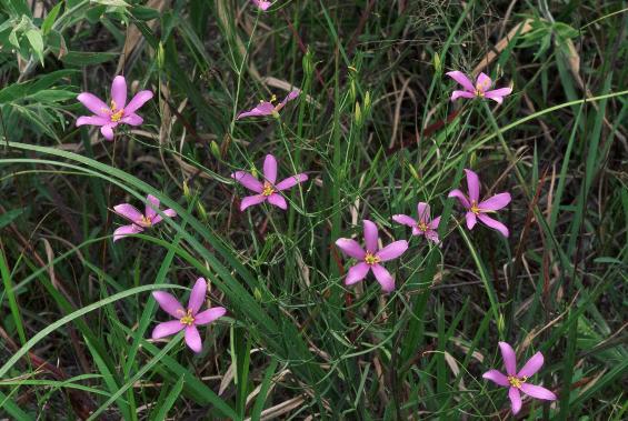 Slender Marsh Pink - Sabatia campanulata 01