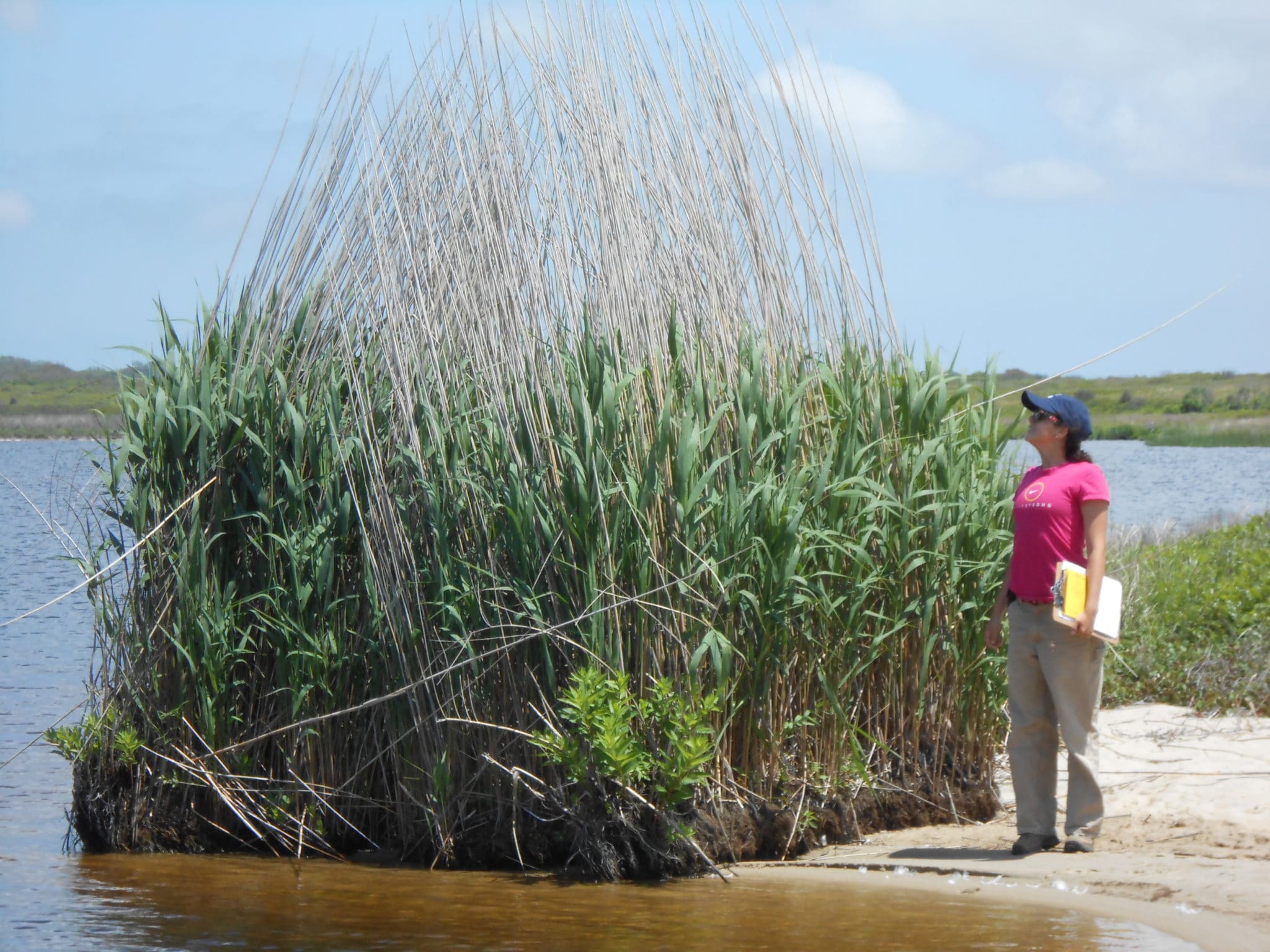 NCF Field Assistant Emily West, surveying a "raft" of Common Reed at the south shore of West Hummock Pond, Head of the Plains, 2012.