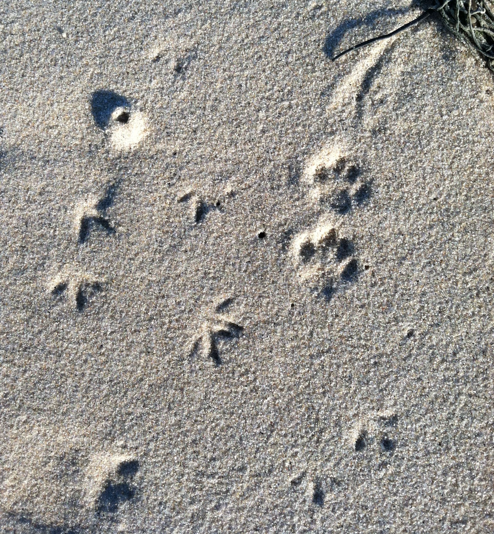 cats and birds