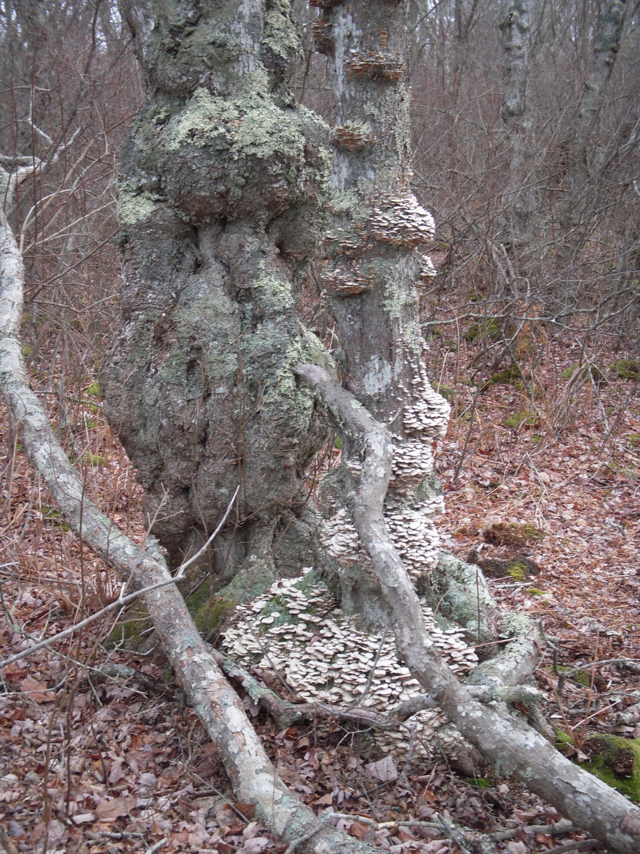 Gnarled base of Red Maple, commonly found in the wettest parts of the forest.