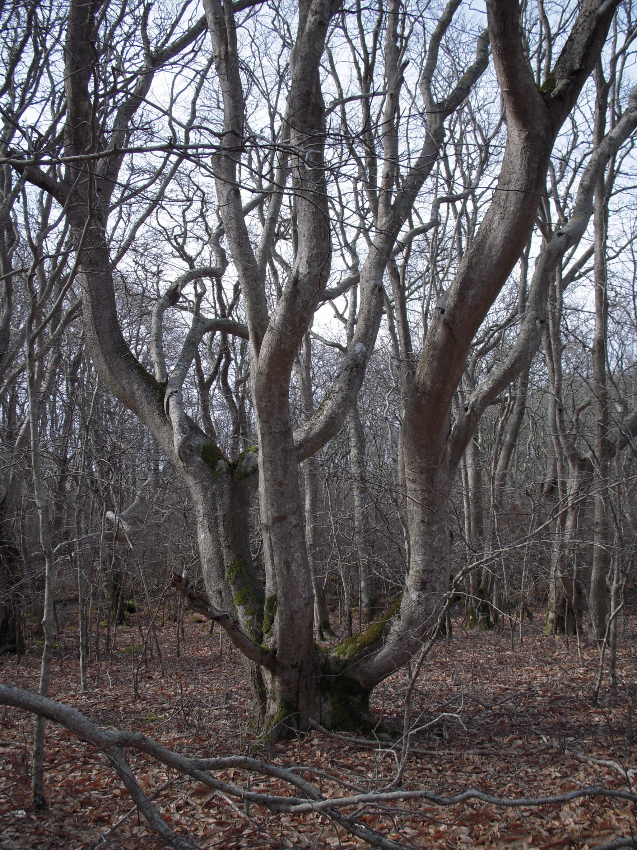 A large beech (Fagus grandifolia) at Squam, with the typical island shape to withstand our windy conditions.