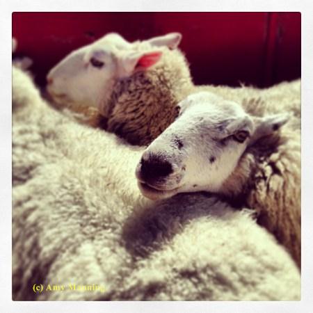 When Why and How We Shear the Sheep | Nantucket Conservation Foundation
