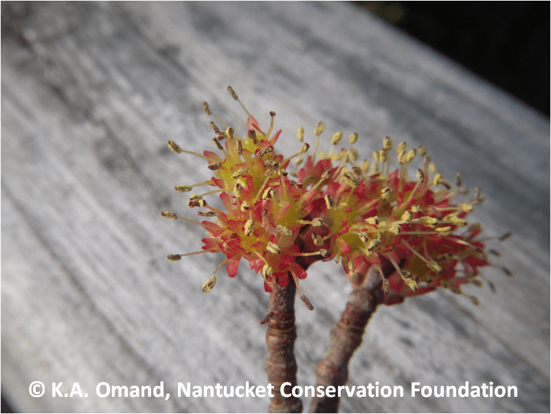 Male flowers of red maple (Acer rubrum).