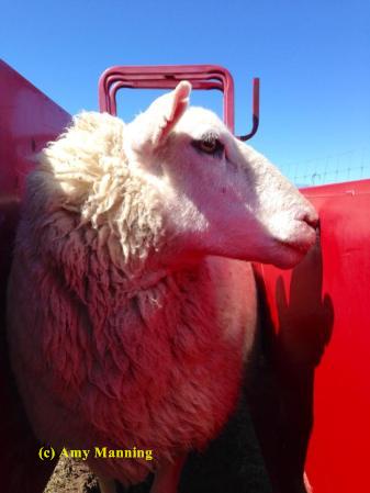 rose-bud-waiting-shear-amy-pic