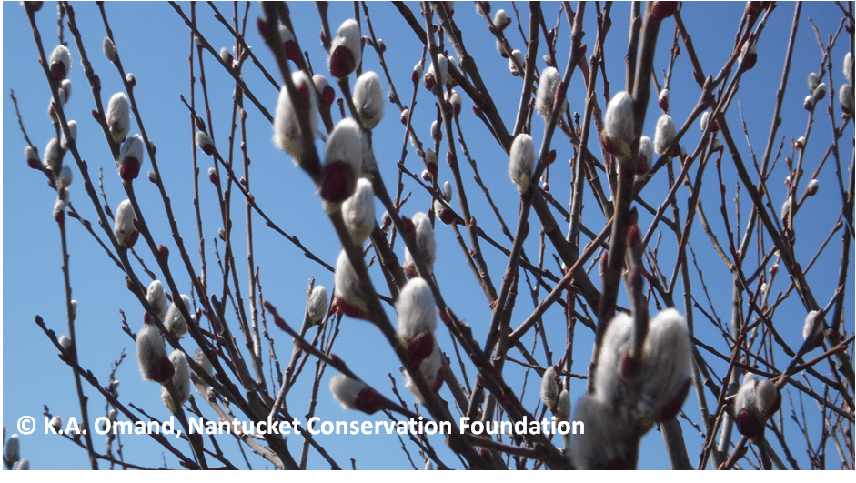 Bud Burst and Egg Time | Nantucket Conservation Foundation