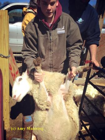 sean-mack-help-shearing-2013