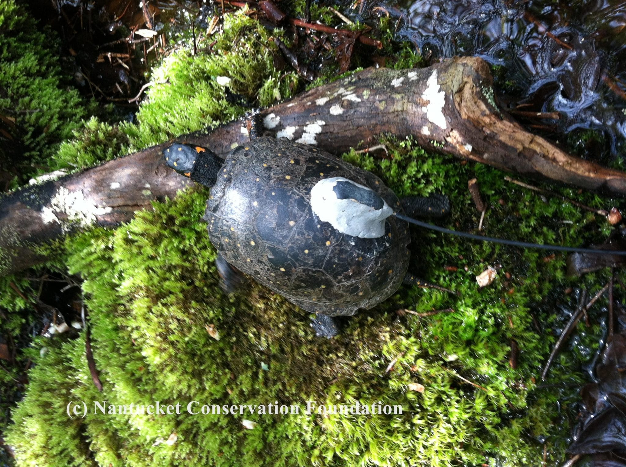 Barnacle