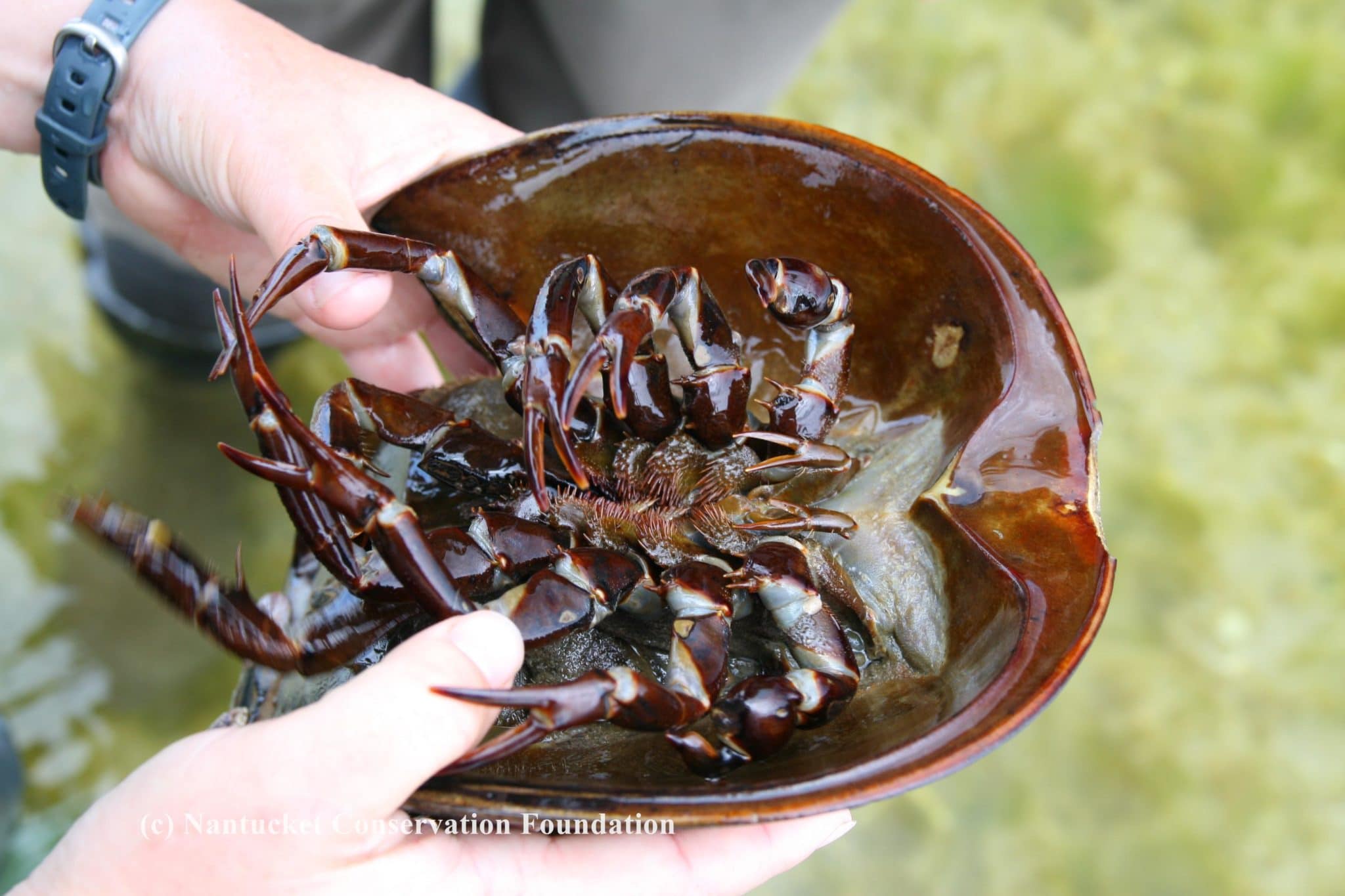 Horseshoe crab underside - it's a male!