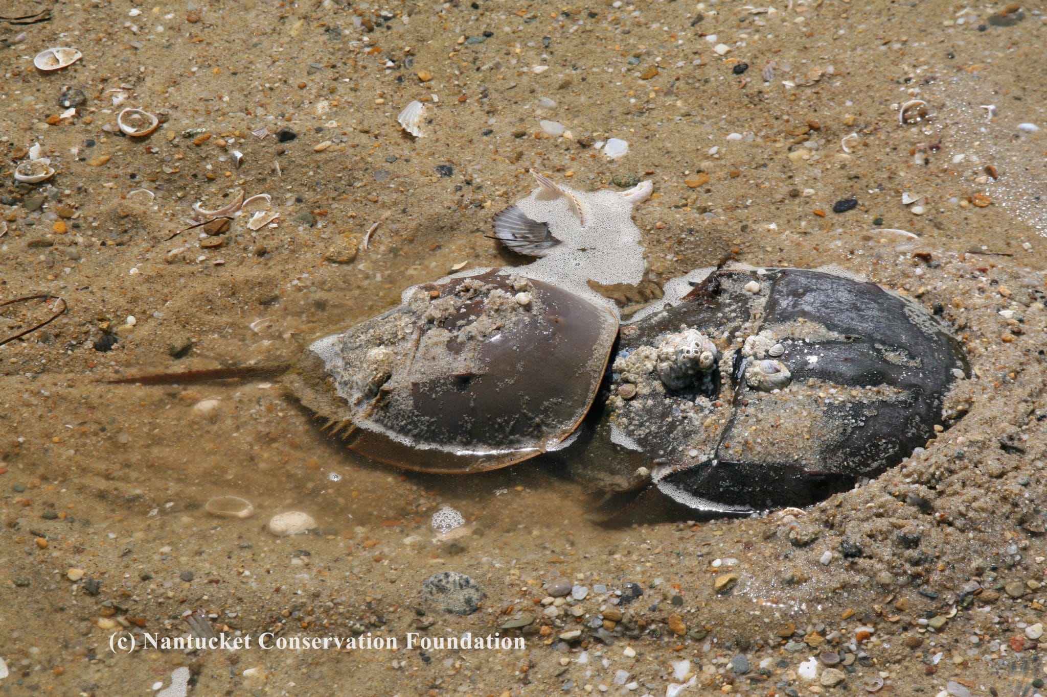 Mating Horseshoe Crab pair at Warren's Landing