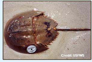 Keep you eye out for these white tags on horseshoe crabs around Nantucket