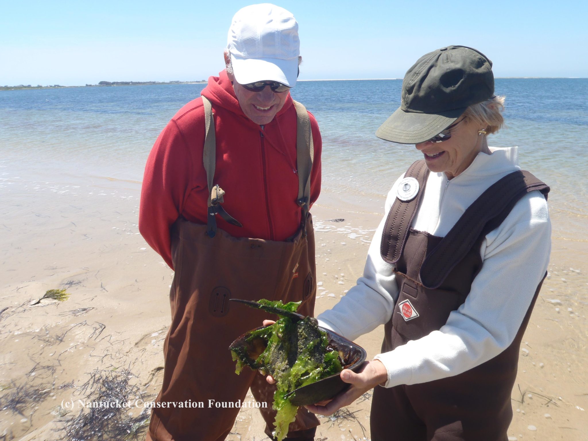 NCF Trustee Dale Hamilton and wife..... determine the sex of a horseshoe crab.