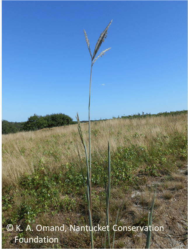 Big bluestem (Andropogon gerardii) growing wild at Sanford Farm along a trail.