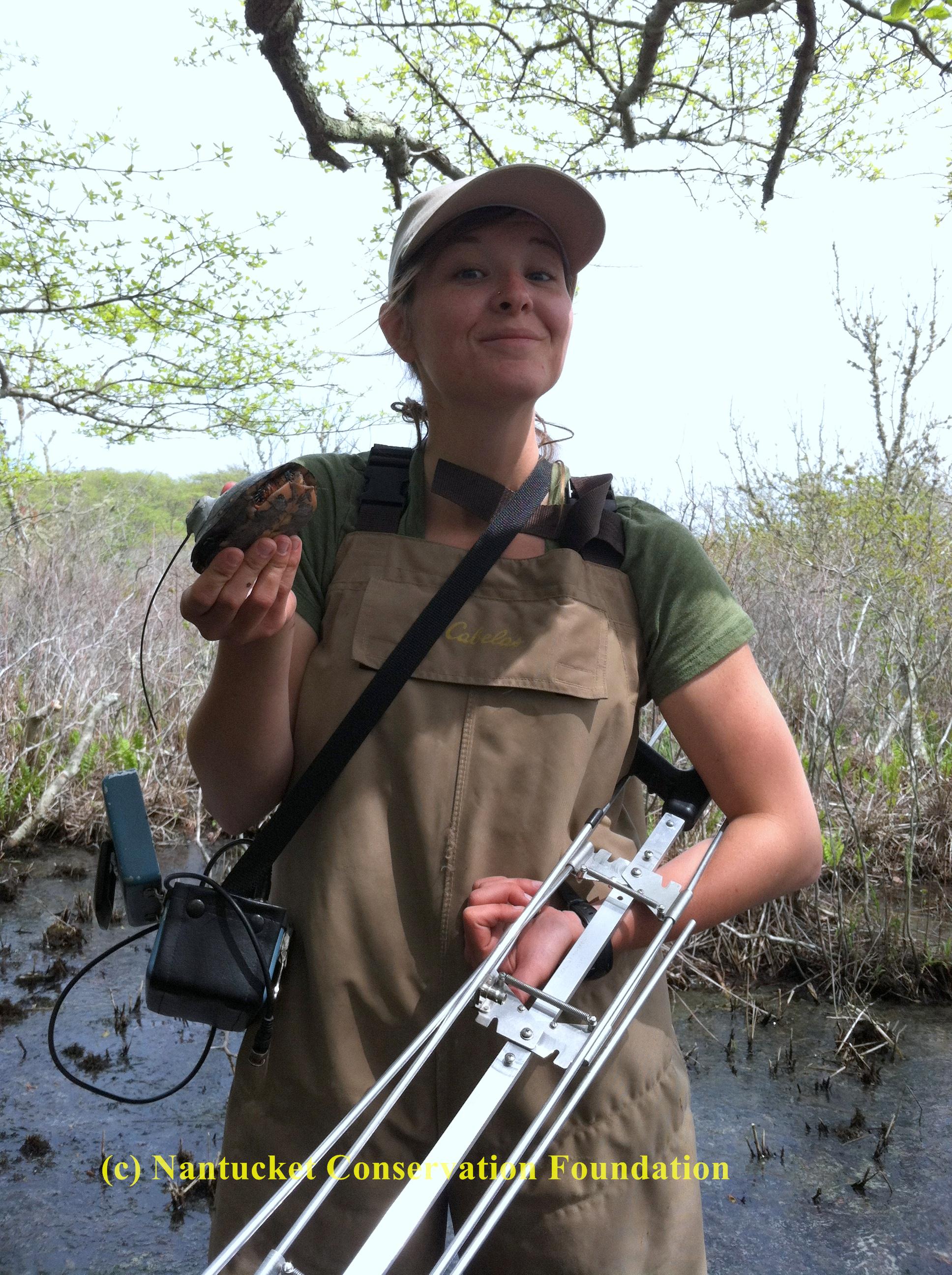 Cyndi working hard tracking spotted turtles at Medouie