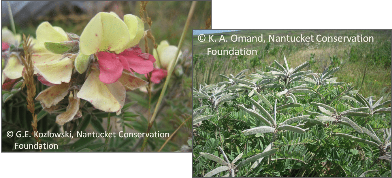 Goat's rue (Tephrosia viginiana) flowers at left, and seed pods on plants that were burned just a few months before.