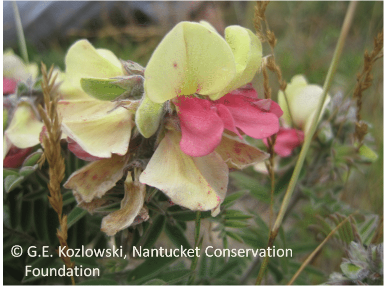 Goat's rue (Tephrosia virginiana) in bloom.