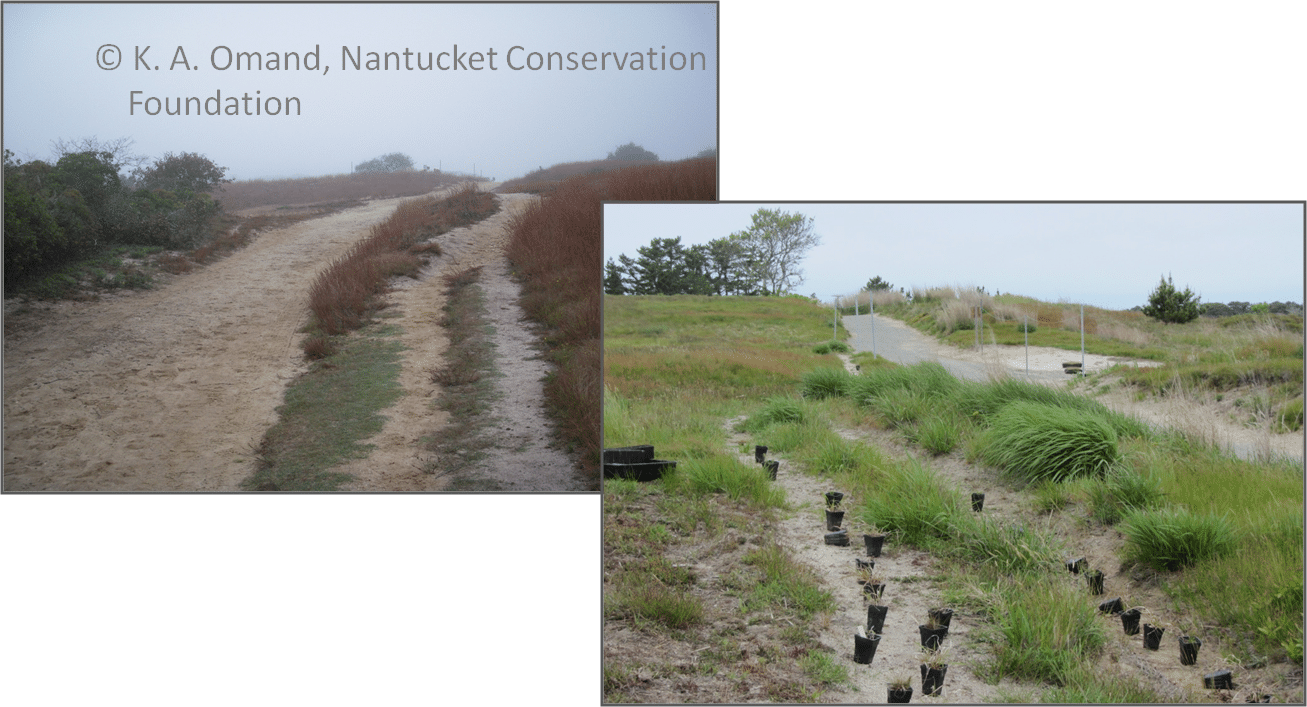 Extra side trails at Sanford farm, top left, and areas with native plant pots laid out, ready to fill in damaged areas.