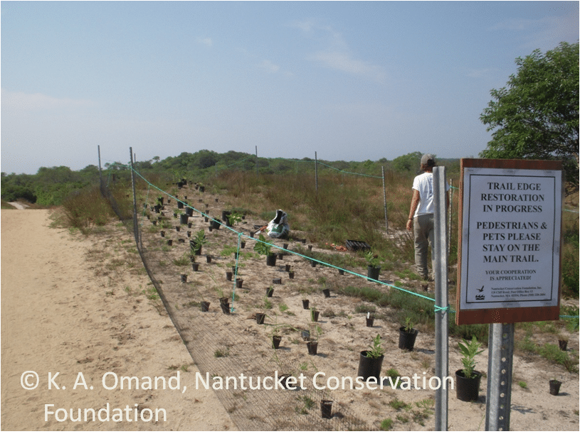 Sanford trail edge area with fence and signs to temporarily protect the seedlings that will be planted.