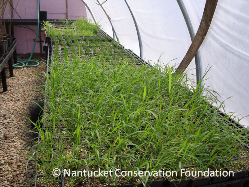 Native Grass Seedlings