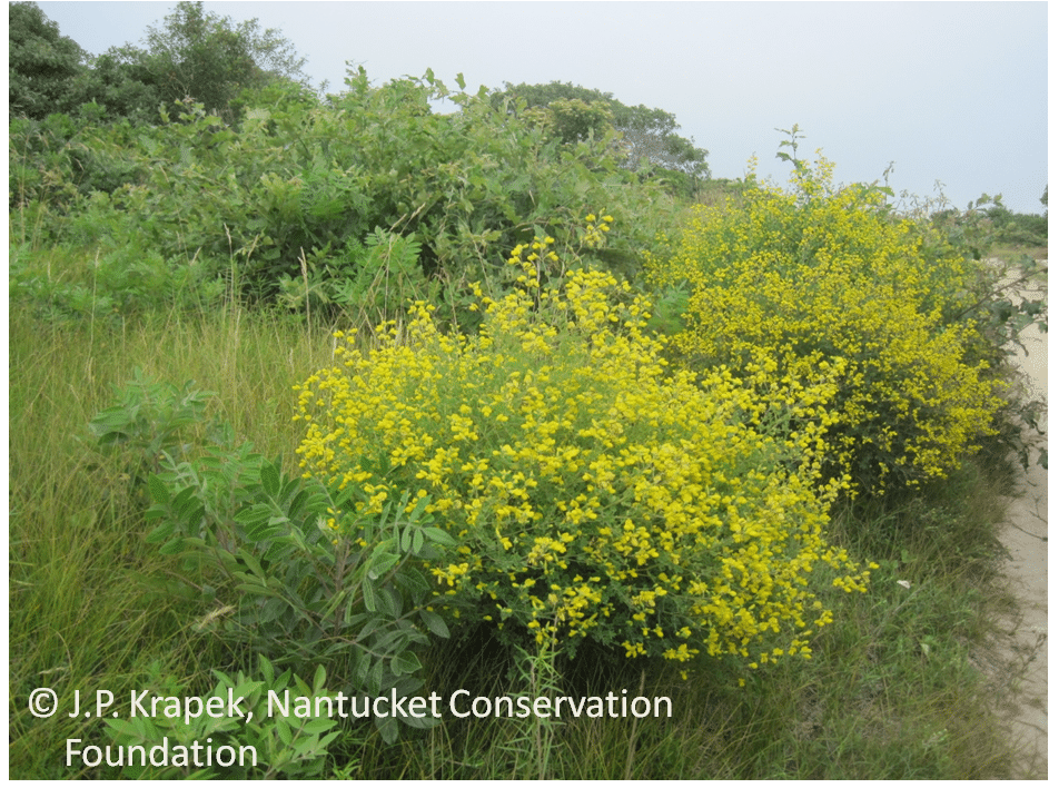 Yellow wild indigo (Baptisia tinctoria) in full bloom along a roadside in the Middle Moors.