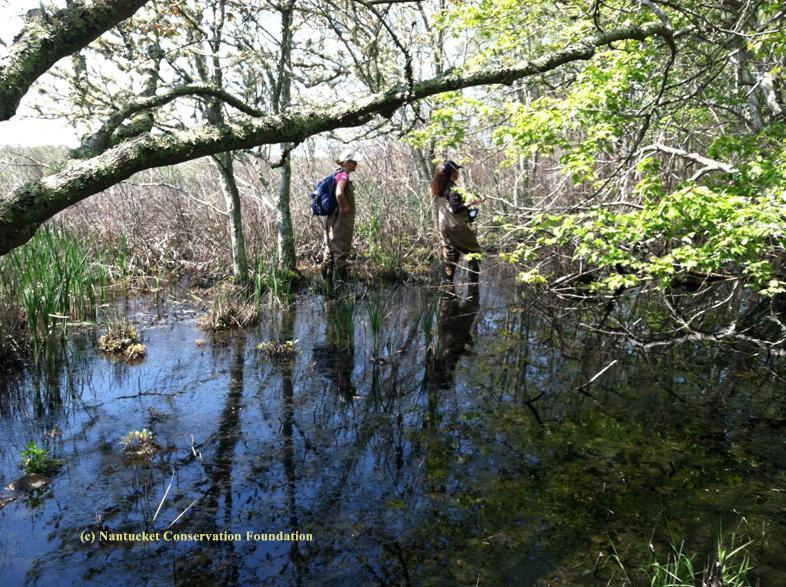 Cyndi Parks and Iris Clearwater, NCF’s seasonal field assistants, work to relocate “Waldo” in his red maple pool on the edge of the Medouie Creek marsh.