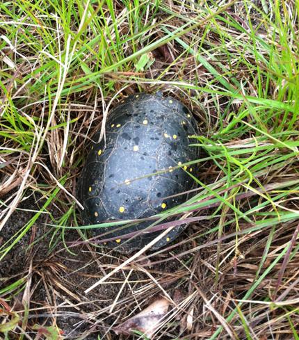 Female spotted turtle found nesting at Sanford Farm in early June.