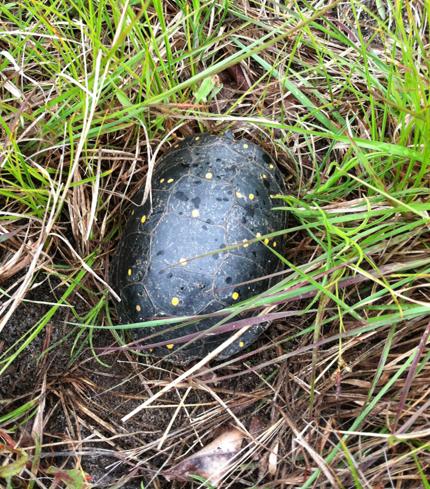 Female spotted turtle found nesting at Sanford Farm in early June. 