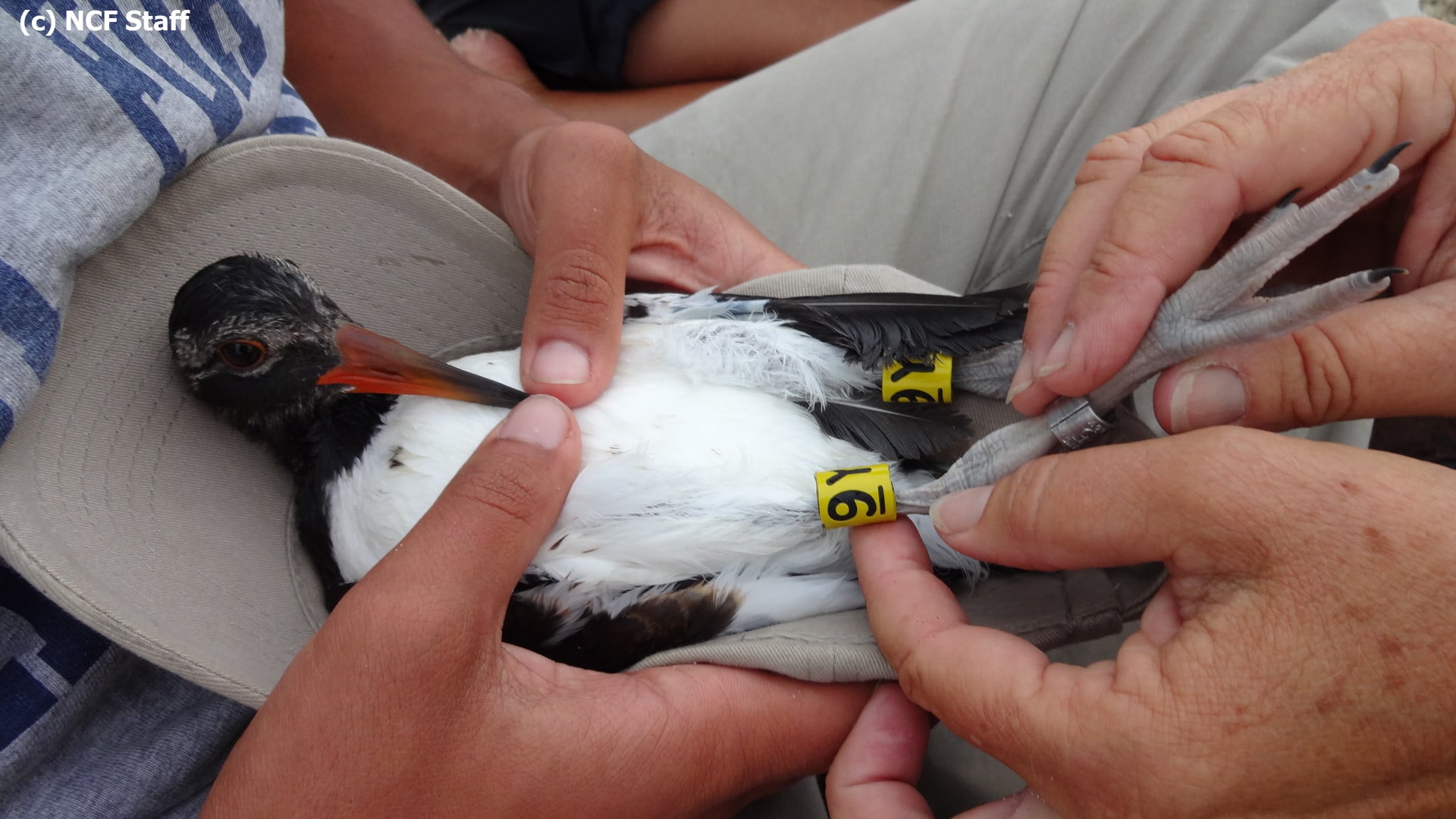 WATERMARKED AMOY being banded