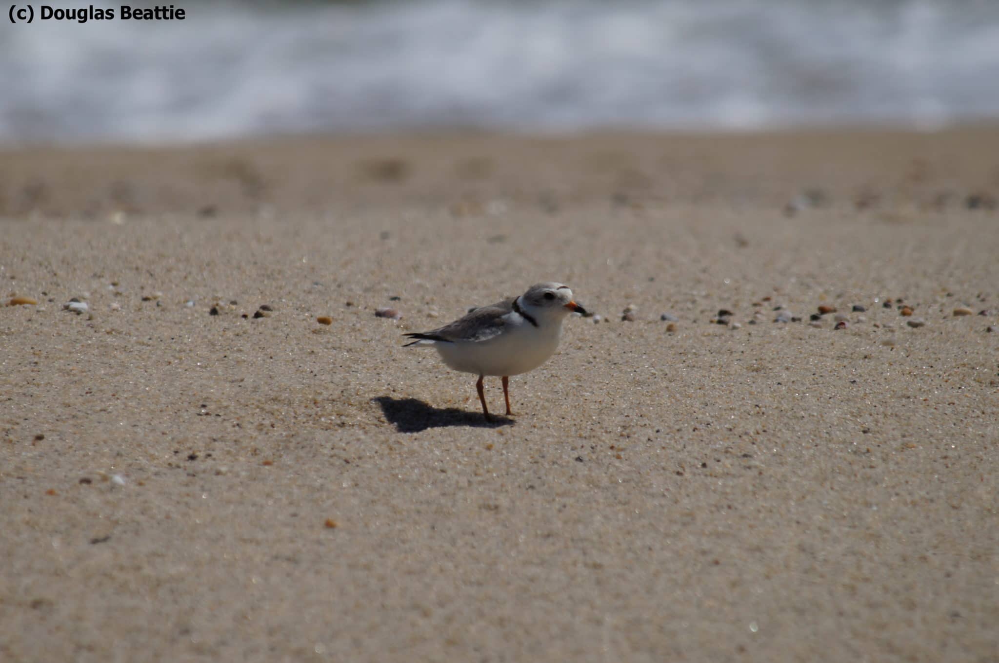 WATERMARKED PIPL by Doug Beattie