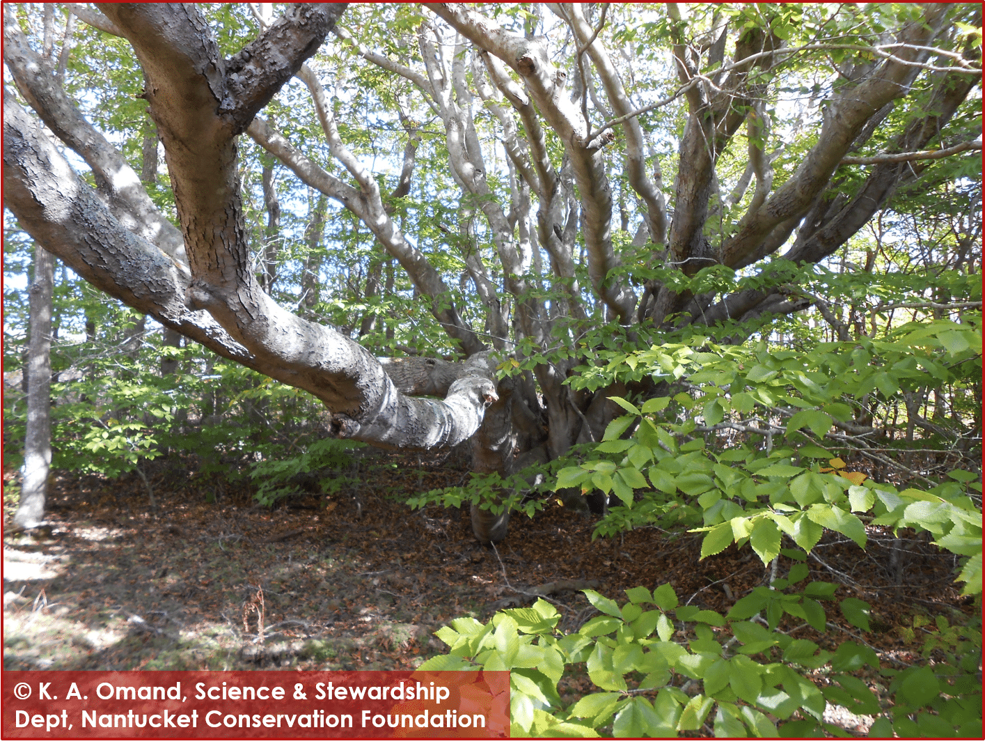 Ganesh extends a trunk out over a vernal pool to maximize its sun exposure while remaining short.