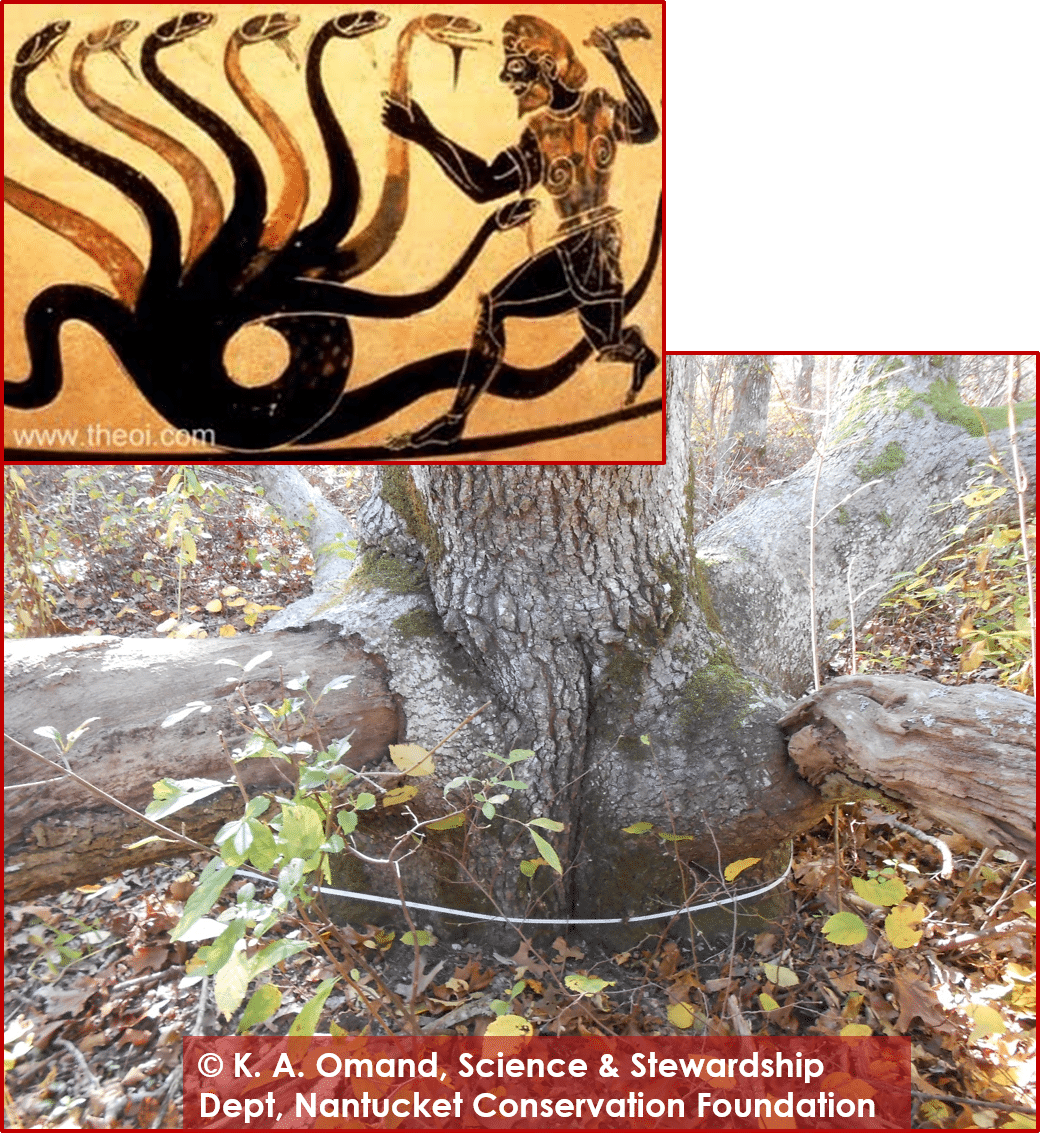 Black oak base and namesake from Greek mythology, Hydra.