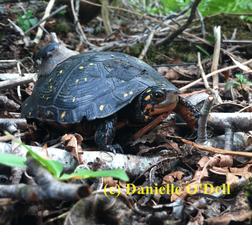 Barnacle (turtle 232) looking snazzy after receiving a new transmitter after her original failed.