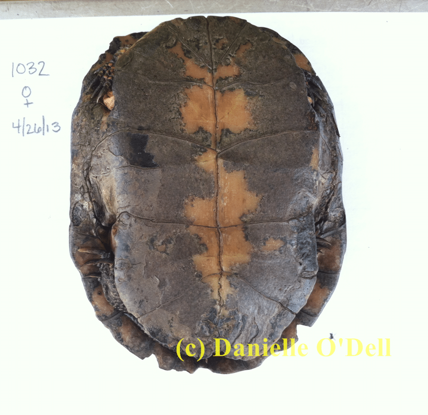 We can guess the age of spotted turtles by counting plastral annuli. She-Ra is so old that her annuli are completely worn away. Our best guess is that she is older than 15 years.