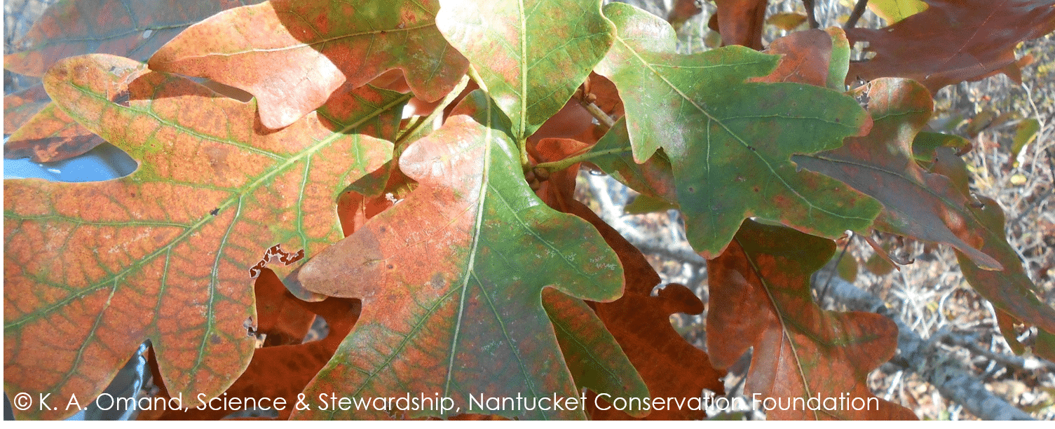 Leaves of the large, prostrate growing white oak (Quercus alba) nicknamed "Titania"