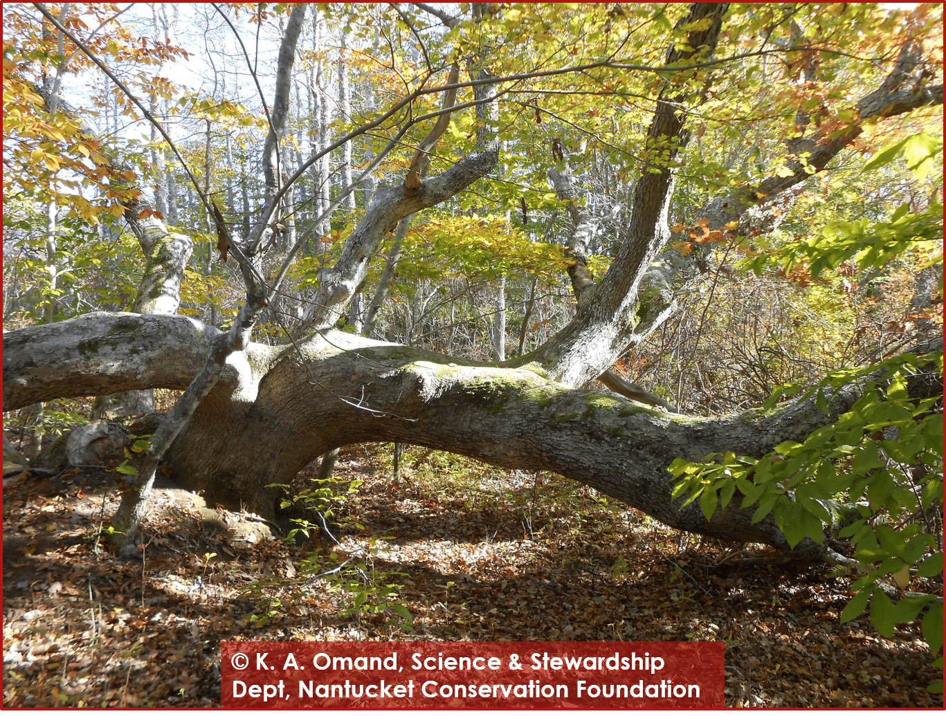 The white oak nicknamed "Titania", showing less than half of the tree.