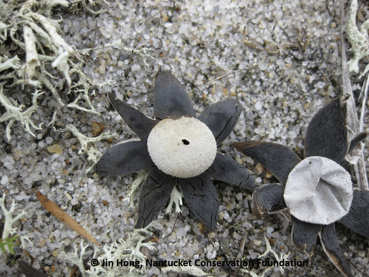 Can you name these unusual fungi often found in moors and dunes on Nantucket in winter?