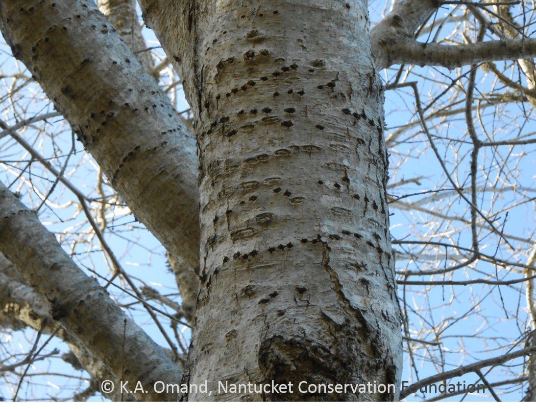 What animal made these neatly arranged rows of holes in the bark of this oak tree?