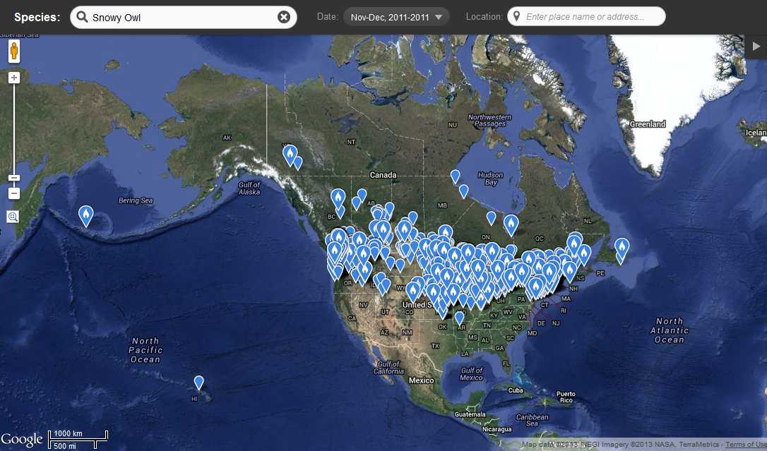 Occurences of Snowy Owls from November - December 2011