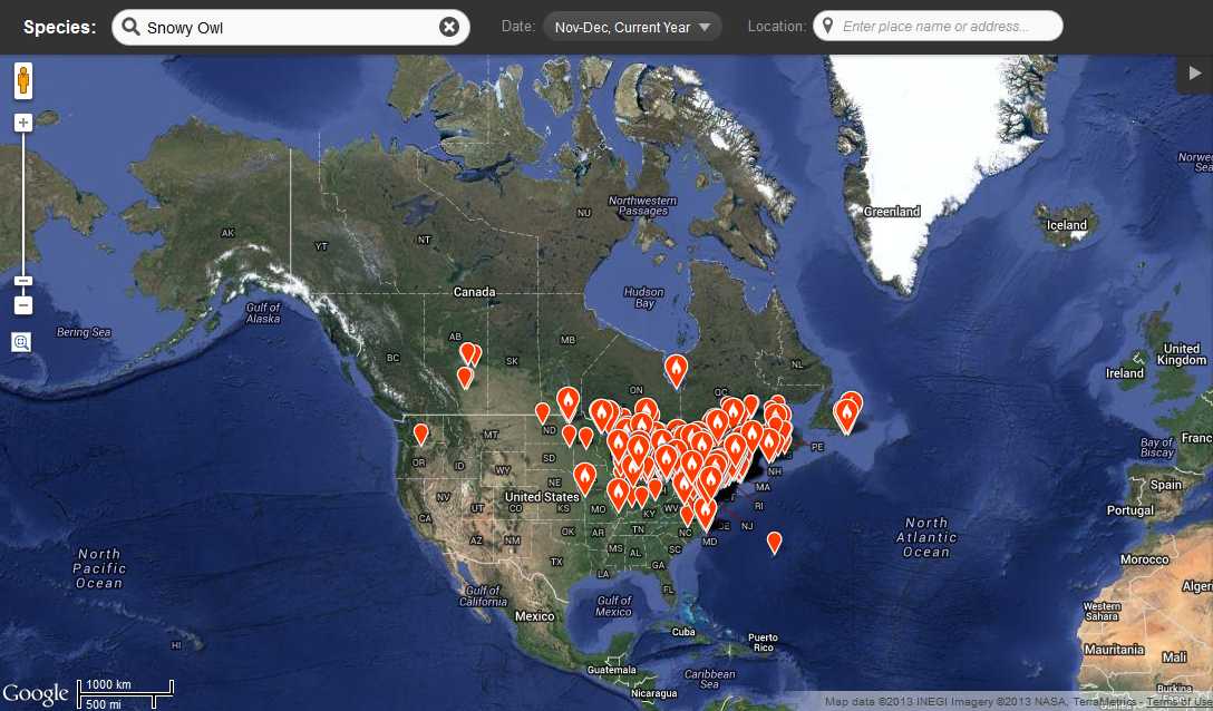 Occurences of snowy owls from November - December 5, 2013