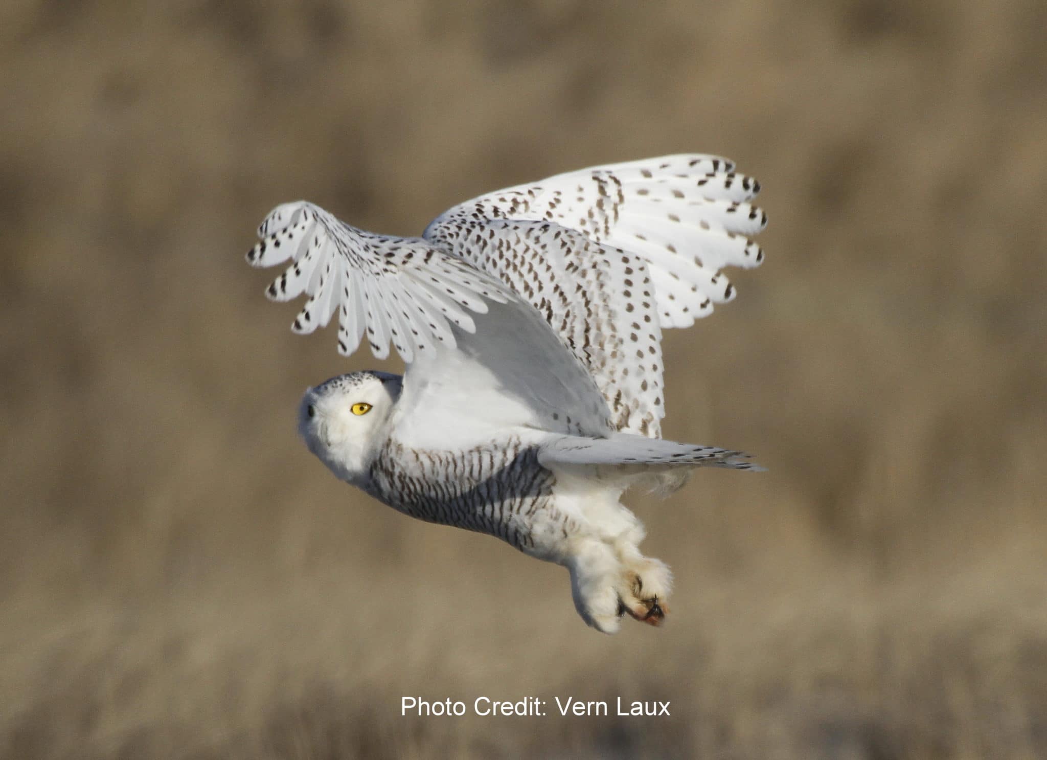 Snowy Owl taking flight Vern