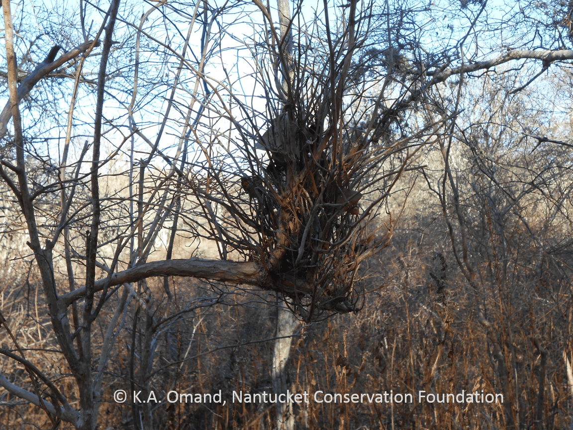 This "witches broom" deformity is uncommon on Nantucket--anyone know why?