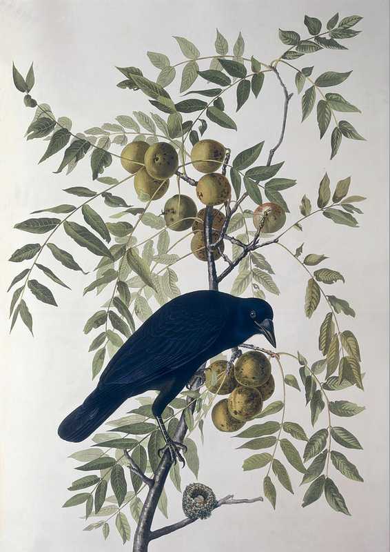 John James Audubon's American Crow