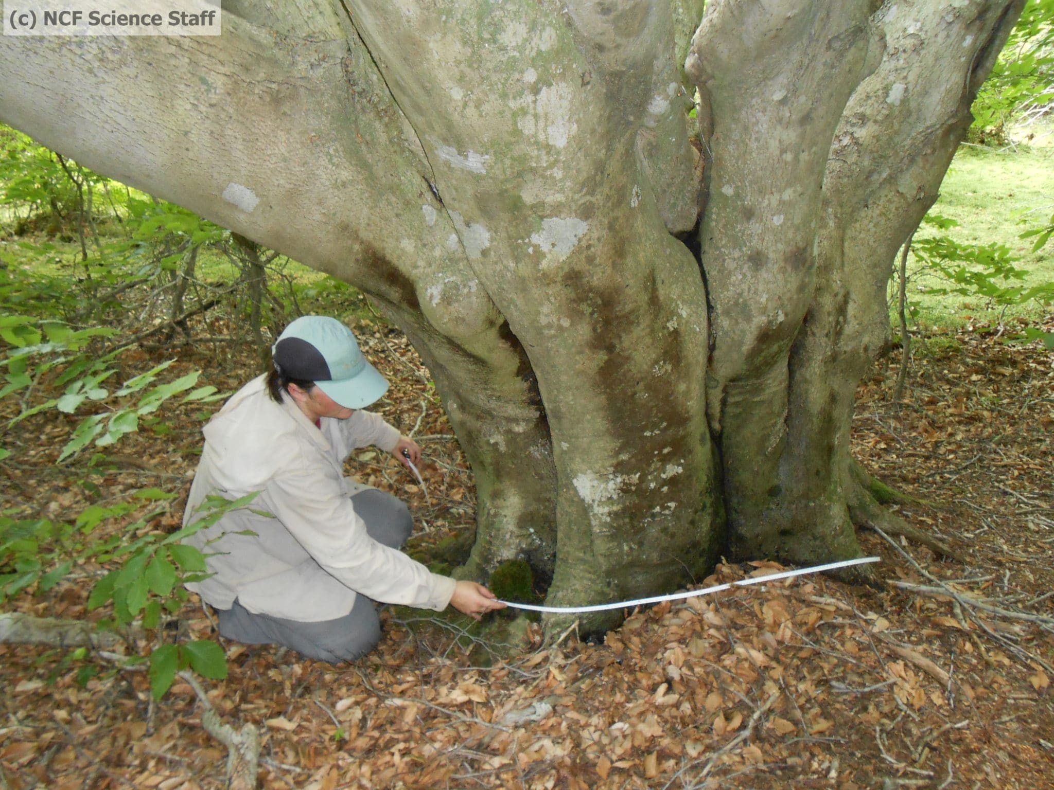 Watermarked KellyMeasBasalDiam_ElephantTree_071812
