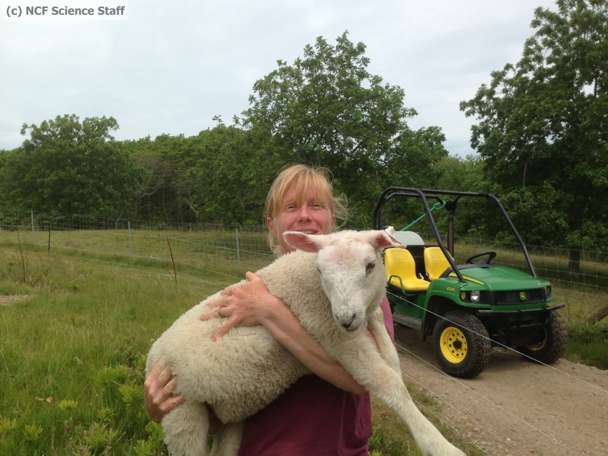 Watermarked Sheep June 13 2013 5